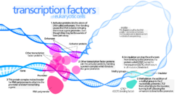 Transcription Factors.svg