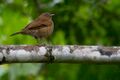 Turdus hauxwelli.jpg