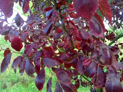 Ulmus 'Frontier' fall foliage.jpg