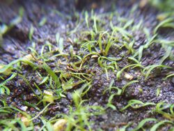 Utricularia fulva.jpg