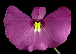 Utricularia petertaylorii - Flickr - Kevin Thiele.jpg