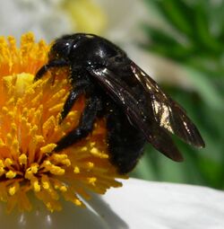 Valleycarpenterbee2.jpg