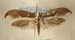 Ypsolopha.dentella.mounted.jpg