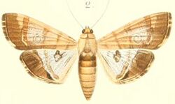 02-Morocosma nitidaria=Glyphodes nitidaria (Pagenstecher 1900).JPG