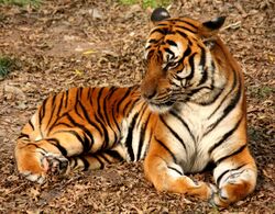 Tiger in the Shanghai Zoo