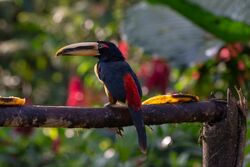 20180818-Pale-mandibled aracari at Bosque Protector Mindo – Nambillo.jpg