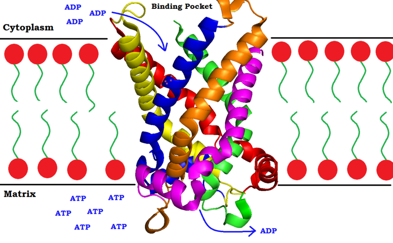 File:ATP-ADP Translocase Side View (w) drawn over.png