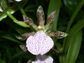 A and B Larsen orchids - Zygopetalum Mackai DSCN2174.JPG