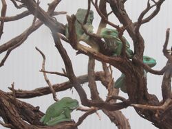 A group of mankey tree frogs in a bush .jpg