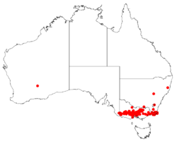 Acacia aculeatissimaDistMap13.png