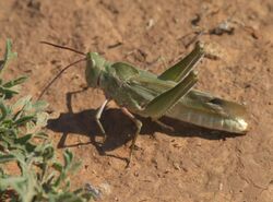 Acrolophitus hirtipes P1500512a.jpg