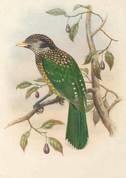 Ailuroedus melanocephalus - The Birds of New Guinea (cropped).jpg