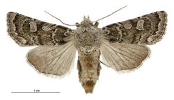 Aletia s.l. sistens female.jpg