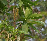 Alstonia macrophylla (Batino) in Hyderabad W IMG 7138.jpg