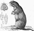 Drawing of gopher on its haunches, with inset drawings of mouth, paws and nails