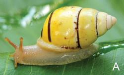 Amphidromus globonevilli.png