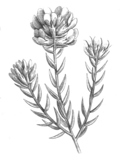 Amphithalea ericifolia Taub107b.png