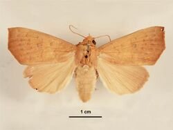 Anomis planalis female dorsal.jpg