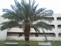 Arecaceae tree in Saudi Arabia.jpg