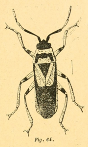 Arocatus melanocephalus Guerin.png