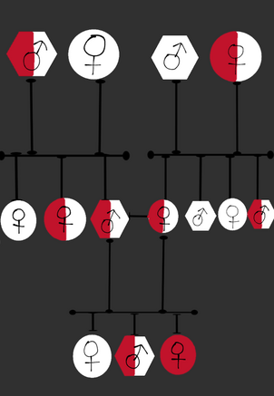 Autosomal recessive inheritance, pedigree example.png