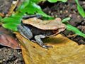 Bicolored Frog ( Clinotarsus curtipes ).jpg