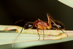 Black-headed Sugar Ant (Camponotus nigriceps) worker.png