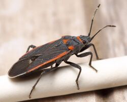Black and red seed bug Melacoryphus lateralis Kern County 2016-06-01.jpg