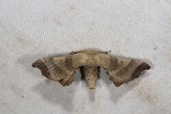 Bombyx mandarina formosana (35848743764).jpg