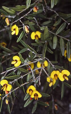 Bossiaea kiamensis.jpg