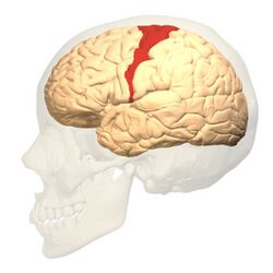 Brodmann area 4 lateral.jpg