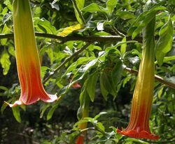 Brugmansia sanguinea 2 flowers.jpg