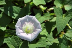 Calystegia sepium 02.jpg