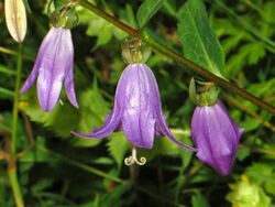 Campanulaceae - Campanula rapunculoides-1.JPG