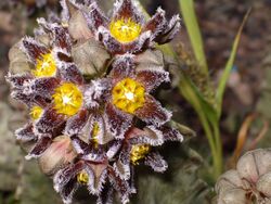 Caralluma burchardii IMGP8282.JPG