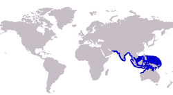 Carangoides talamparoides distribution.PNG