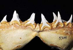 Carcharodon carcharias lower teeth.jpg