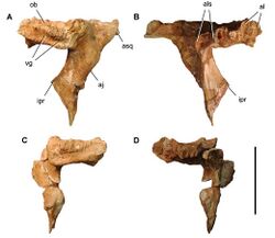 Carcharodontosaurus postorbital bones.jpg