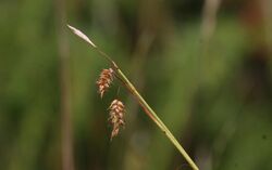 Carex castanea InsectImages 5515653 (cropped).jpg