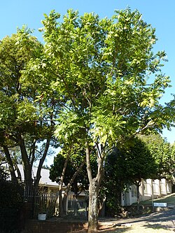 Castanospermum australe, habitus, Groenkloof.jpg