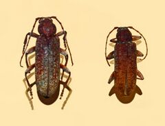 Cerambycidae - Cotyachryson philippii.JPG