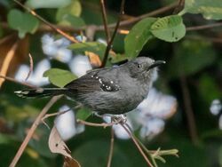 Cercomacra cinerascens - Gray Anbird male; Carajás National Forest, Para, Brazil.jpg