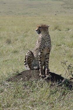 Cheetah genetic diversity.jpg