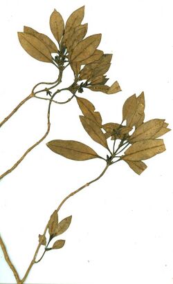 Coprosma huttoniana herbarium specimen.jpg