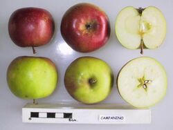 Cross section of Campanino, National Fruit Collection (acc. 1958-140).jpg
