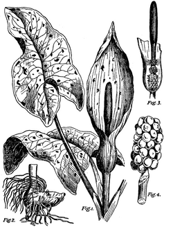 Diagram of Arum Maculatum.png