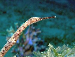 Double-ended Pipefish - Trachyrhamphus bicoarctatus.jpg