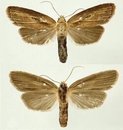 Dunama jessiebarronae female.JPG