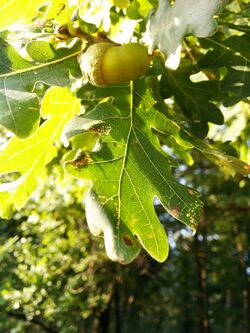 Eichenlaub mit Frucht.jpg