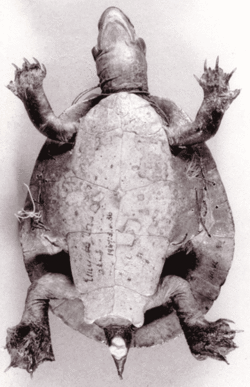 Emydura australis holotype.gif